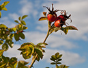 Rosa_rubiginosa_LP0295_28_Box_Hill