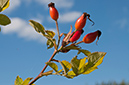 Rosa_micrantha_LP0295_09_Box_Hill