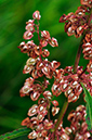 Rumex_crispus_LP0254_79_Byfleet