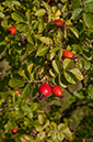 Rosa_rubiginosa_LP0295_45_Box_Hill