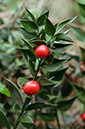 Ruscus_aculeatus_LP0454_09_Oxshott