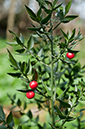 Ruscus_aculeatus_LP0261_21_Box_Hill