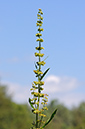 Rumex_crispus_LP0313_115_Papercourt_Marshes