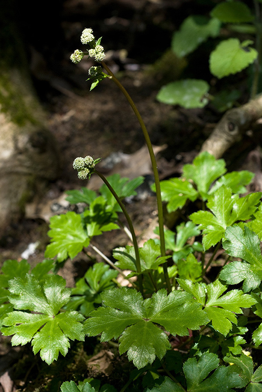 Sanicula_europaea_LP0114_01_Buckland