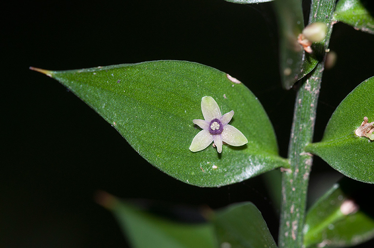 Ruscus_aculeatus_LP0561_05_Box_Hill