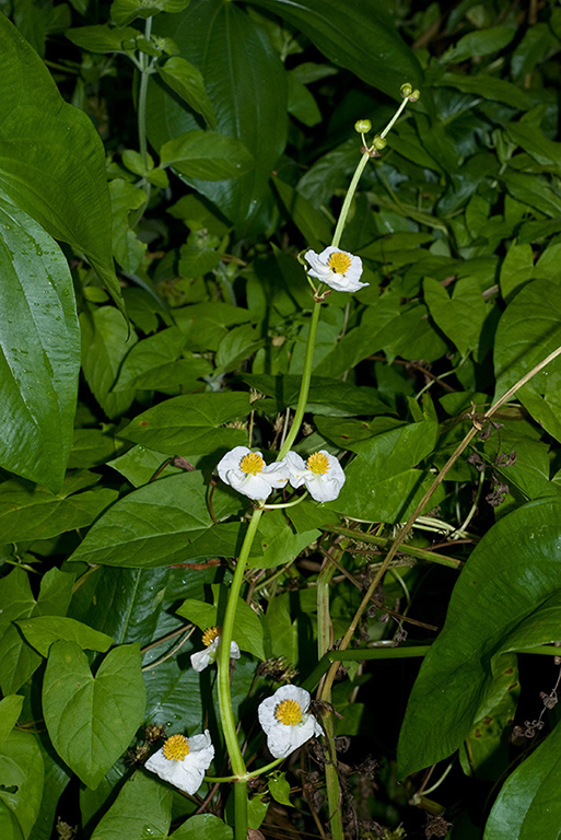 Sagittaria_latifolia_LP0071_24_Hedgecourt