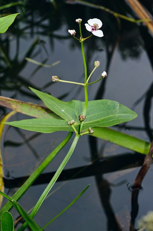 Sagittaria_sagittifolia_LP0415_02_Westhumble