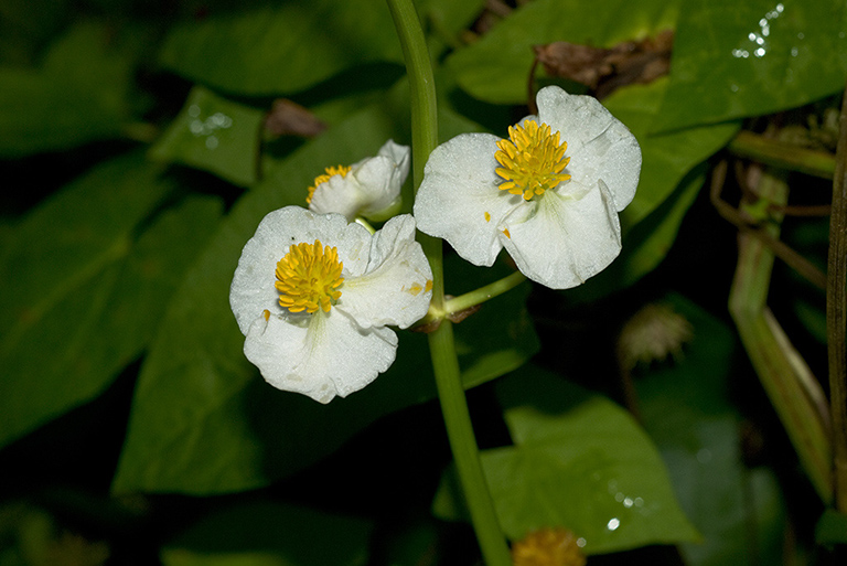 Sagittaria_latifolia_LP0071_32_Hedgecourt