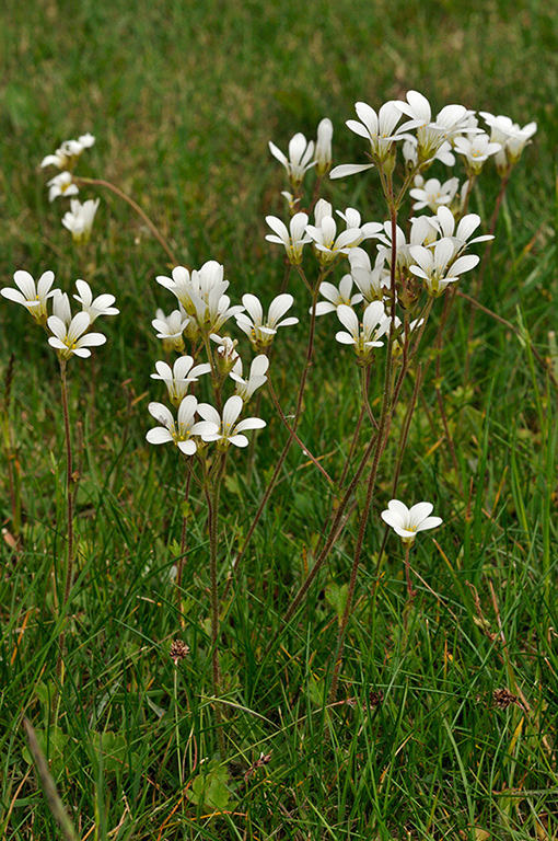 Saxifraga_granulata_LP0269_23_Sanderstead