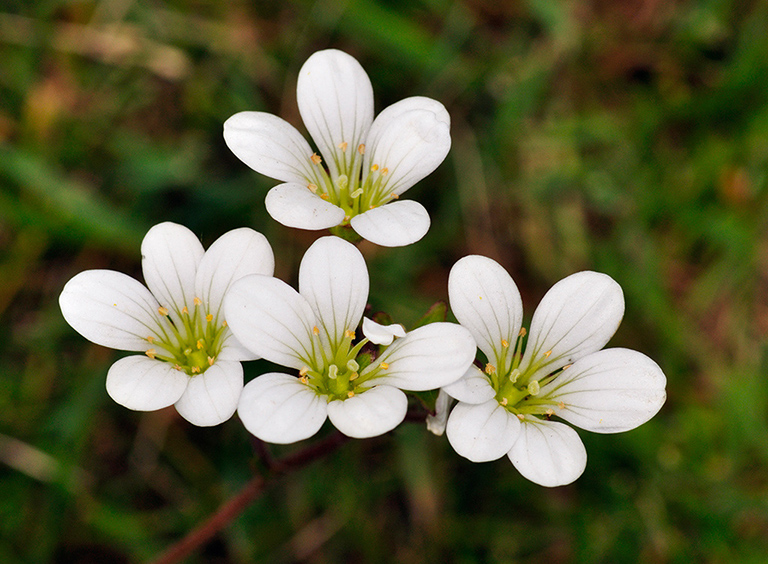 Saxifraga_granulata_LP0269_03_Sanderstead