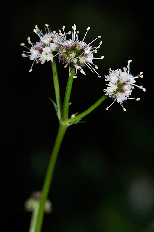 Sanicula europaea_LP0230_51_Rowhill