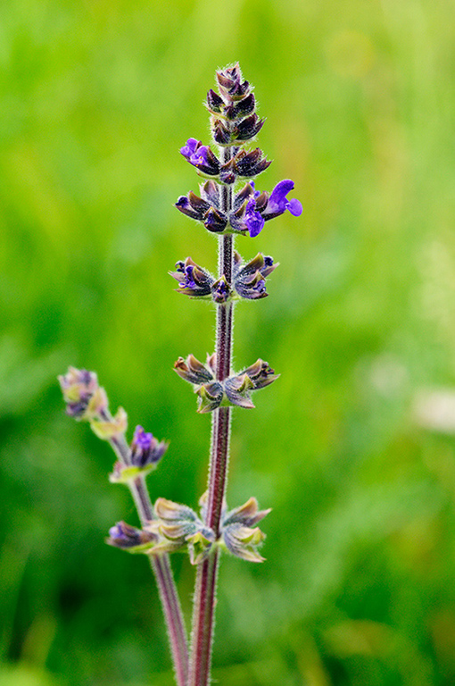 Salvia_verbenaca_LP0319_28_Portland