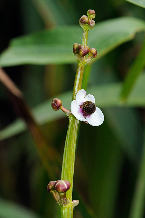 Sagittaria_sagittifolia_LP0380_42_Westhumble