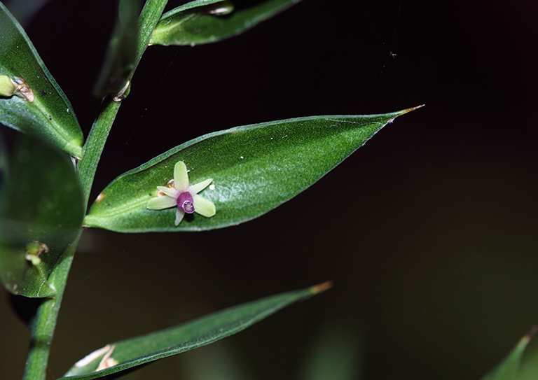 Ruscus_aculeatus_LP0498_03_Box_Hill