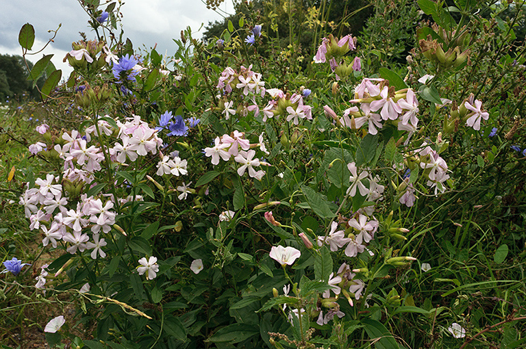 Saponaria_officinalis_LP0643_40_Walton_Downs