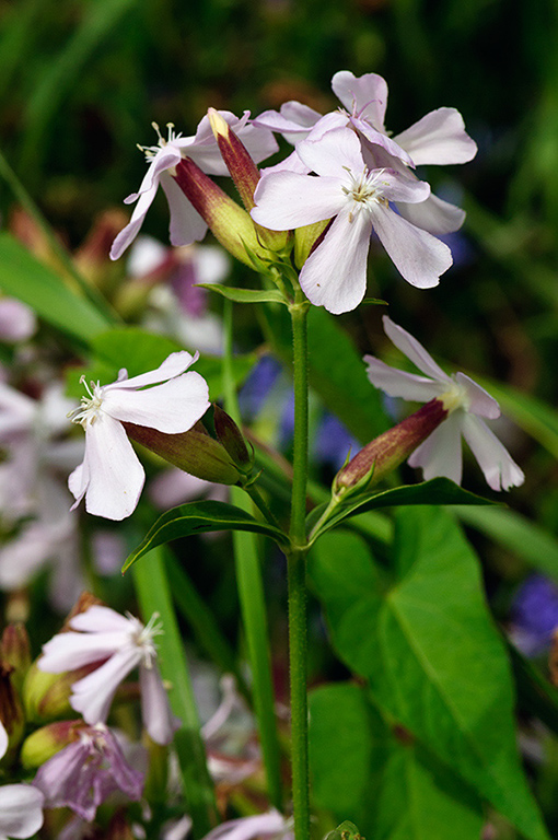 Saponaria_officinalis_LP0643_12_Walton_Downs