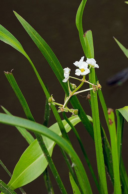 Sagittaria_graminea_LP0460_02_Ash_Vale