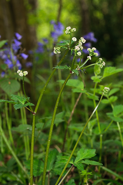 Sanicula_europaea_LP0621_28_Frylands_Wood