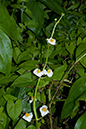 Sagittaria_latifolia_LP0071_24_Hedgecourt