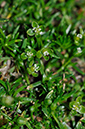 Sagina_procumbens_LP0233_57_Thursley