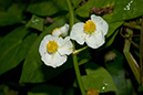 Sagittaria_latifolia_LP0071_32_Hedgecourt