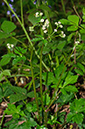 Sanicula_europaea_LP0621_27_Frylands_Wood