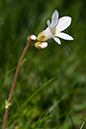 Saxifraga_granulata_LP0123_28_St_Martha