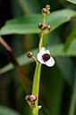 Sagittaria_sagittifolia_LP0380_42_Westhumble