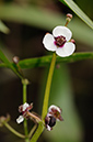 Sagittaria_sagittifolia_LP0380_40_Westhumble