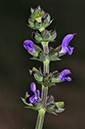 Salvia_pratensis_LP0286_13_Hampton_Court