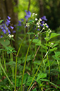 Sanicula_europaea_LP0621_28_Frylands_Wood