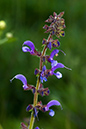 Salvia_pratensis_LP0206_33_Barnes