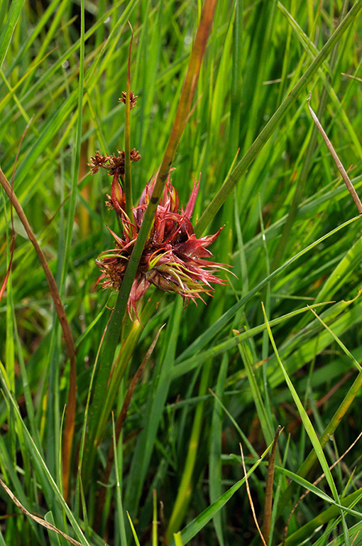 Rush_gall_LP0289_06_Thursley