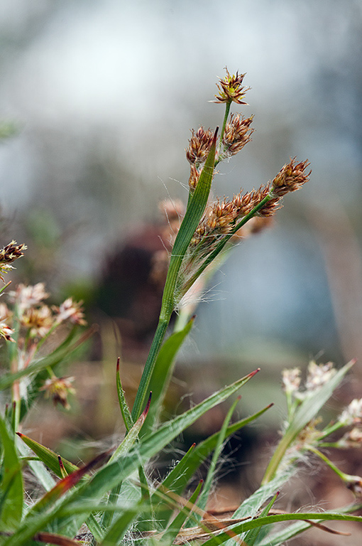 Luzula_campestris_ LP0674_39_Frensham