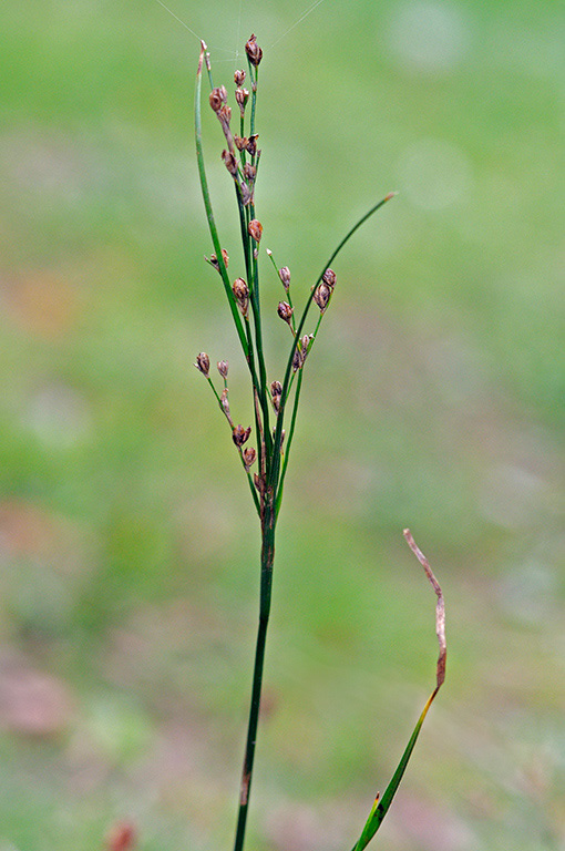 Juncus_compressus_LP0382_15_Ham_Common