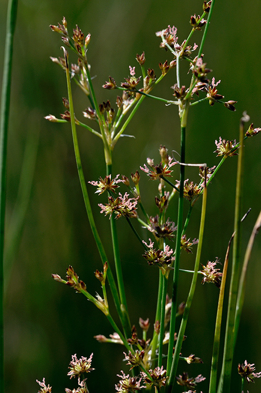 Juncus_acutiflorus_LP0253_12_Leith_Hill