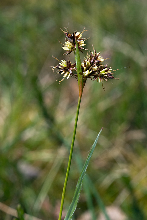 Field_Wood-rush_LP0118_14_Hale_Common