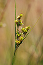 Juncus_tenuis_LP0325_02_Witley_Common