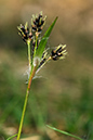 Field_Wood-rush_LP0193_40_Chinthurst_Hill