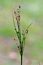 Juncus_compressus_LP0382_20_Ham_Common