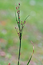 Juncus_compressus_LP0382_15_Ham_Common