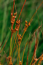 Slender_Rush_LP0289_48_Thursley