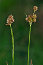 Heath_Wood-rush_LP0229_39_Bagshot_Heath