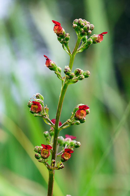 Scrophularia_auriculata_LP0377_74_Hampton_Court