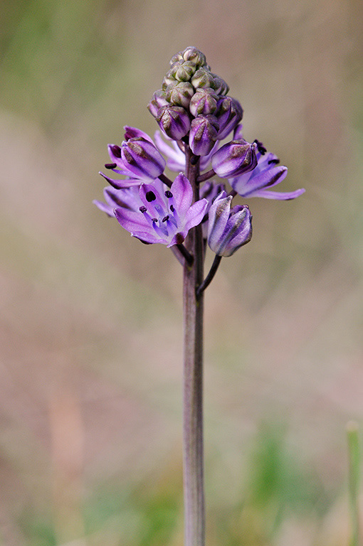 Scilla_autumnalis_LP0293_037_Hampton_Court