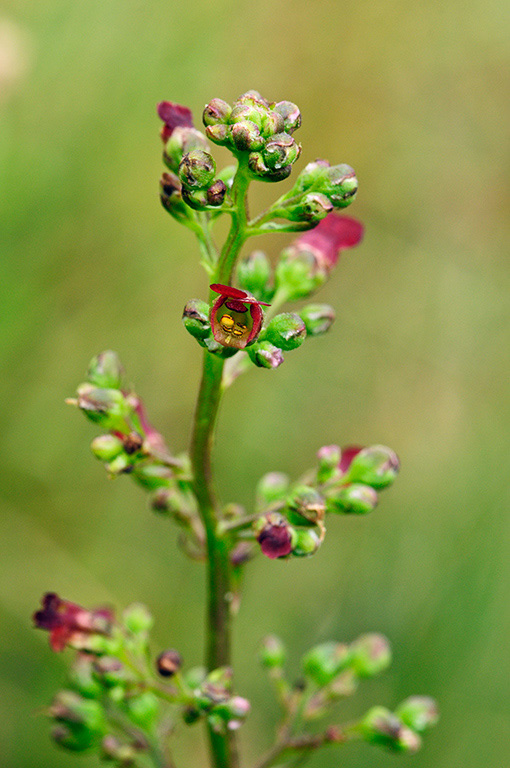 Scrophularia_auriculata_LP0377_70_Hampton_Court