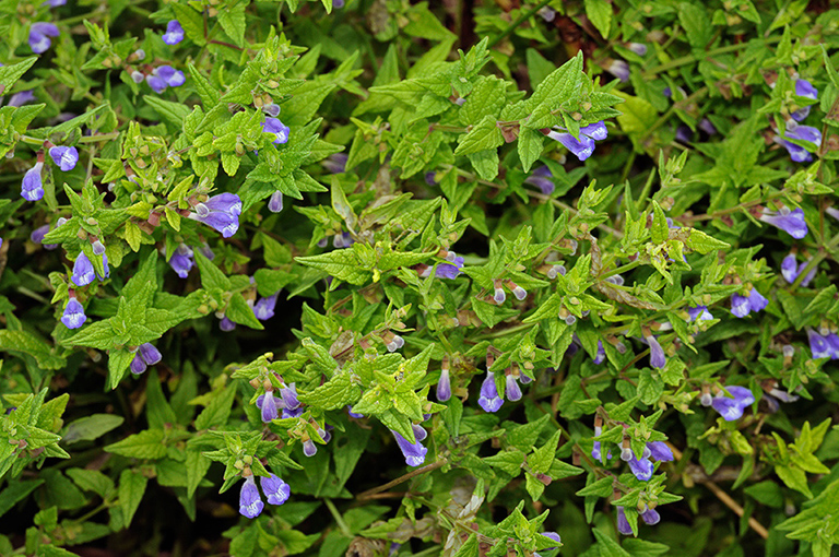 Scutellaria_galericulata_LP0329_93_Hampton_Court