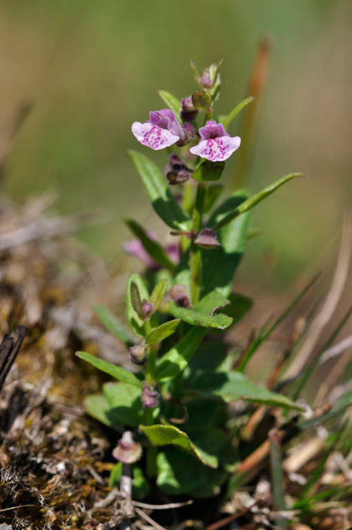 Scutellaria_minor_LP0289_55_Thursley