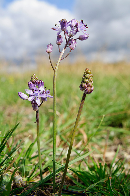 Scilla_autumnalis_LP0547_05_Hampton_Court