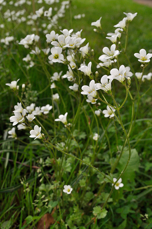 Saxifraga_granulata_LP0269_43_Sanderstead